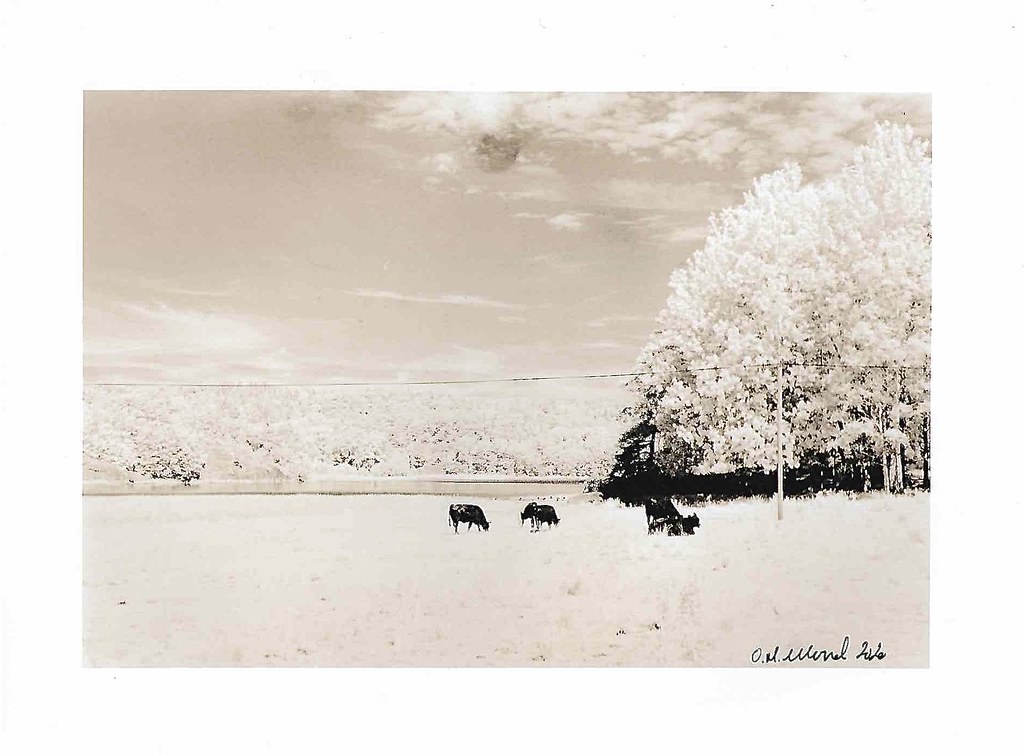 Botnekilen, Kirkøy Scan from darkroom print. Leica M6, Rol… Flickr