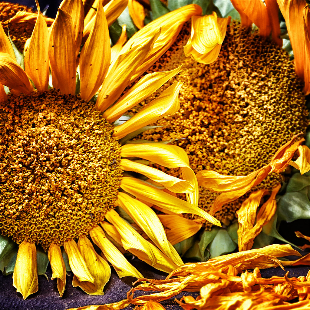 Fading Sunflowers They flowered so well in my vase, now th… Flickr