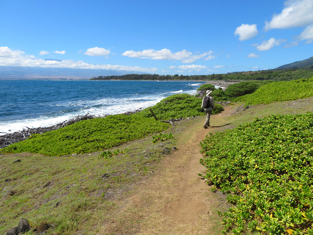 Waihee Coastal Refuge Maui Checking on the native naio p… Flickr