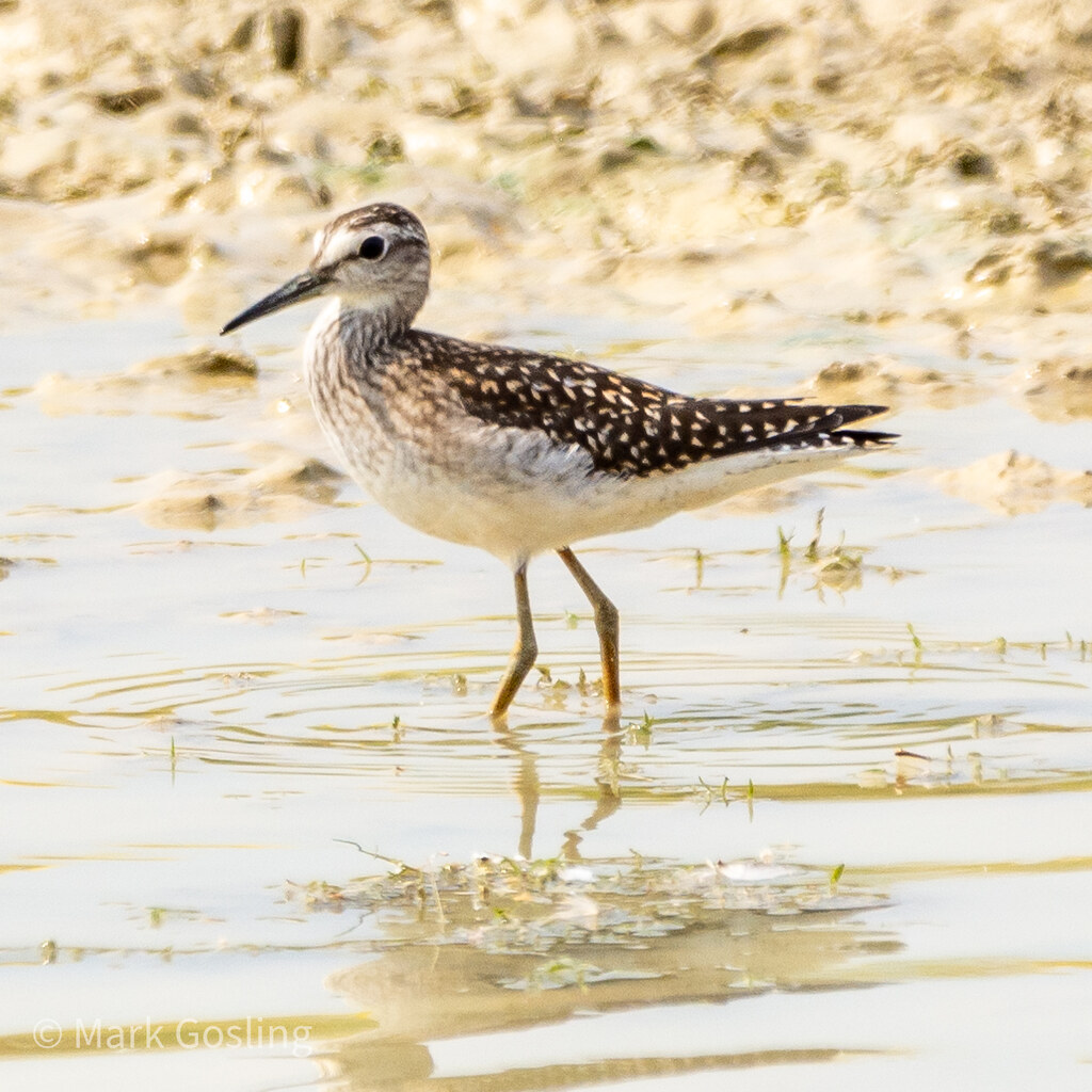 Wood Sandpiper At Rutland Water Nature Reserve Mark Gosling Flickr