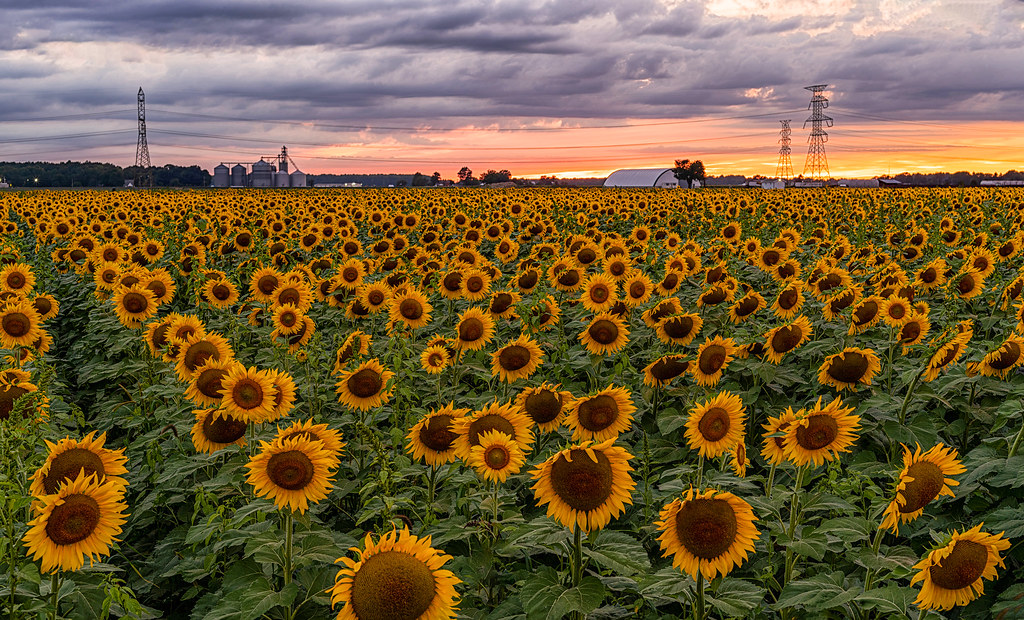 Hirzel Farms Sunflower Field Pemberville Ohio Photography by