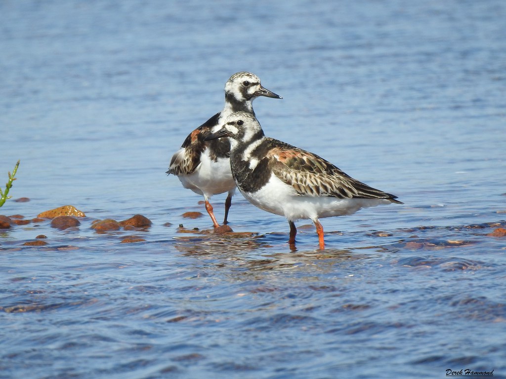 DSCN8618 Ruddy Turnstone. L'Anse au loup, Barasway. BurinP… Flickr