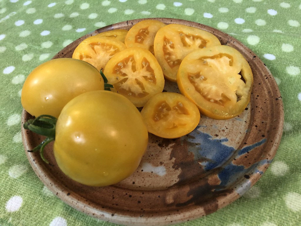 Patience rewarded YUM! My first harvest of Moonglow toma… Flickr