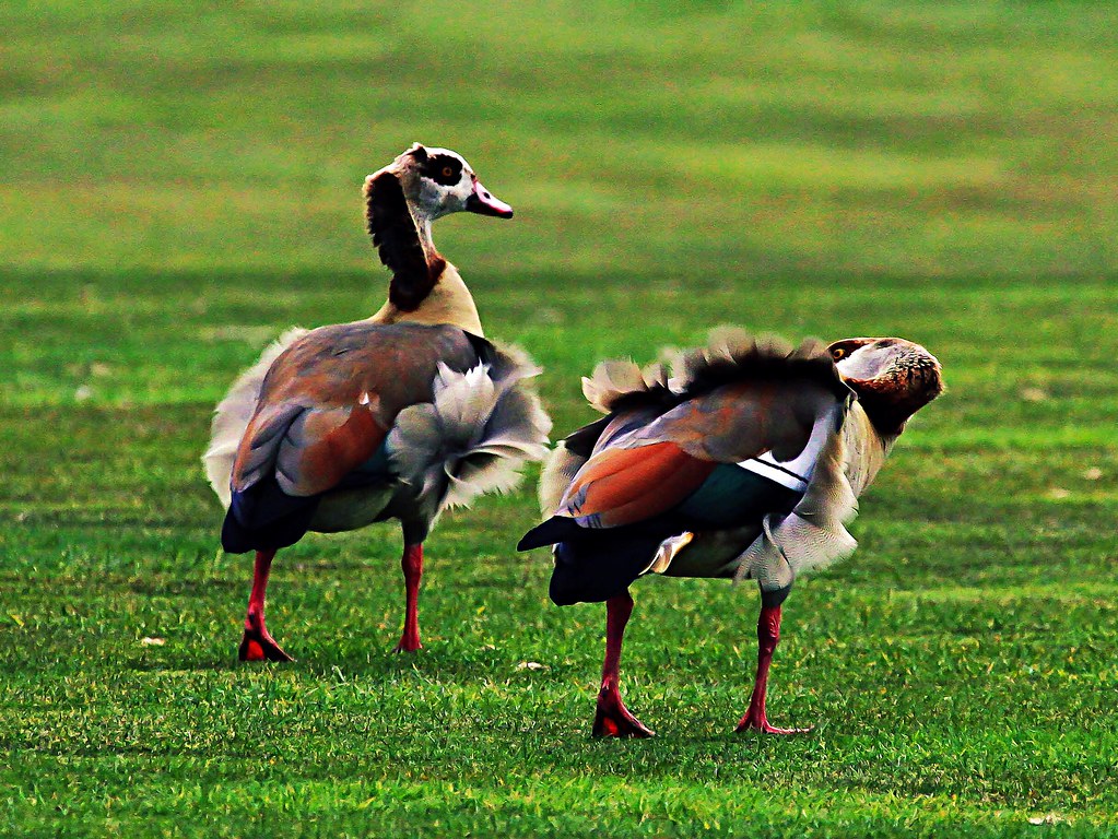 Egyptian Geese in High Winds Wisley Surrey England Flickr