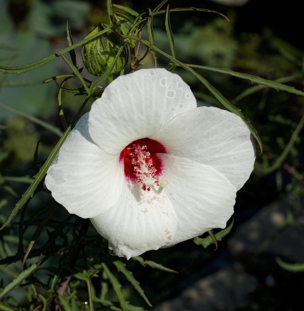 Hibiscus dasycalyx At Botanica in Wichita, Kansas, August … Don