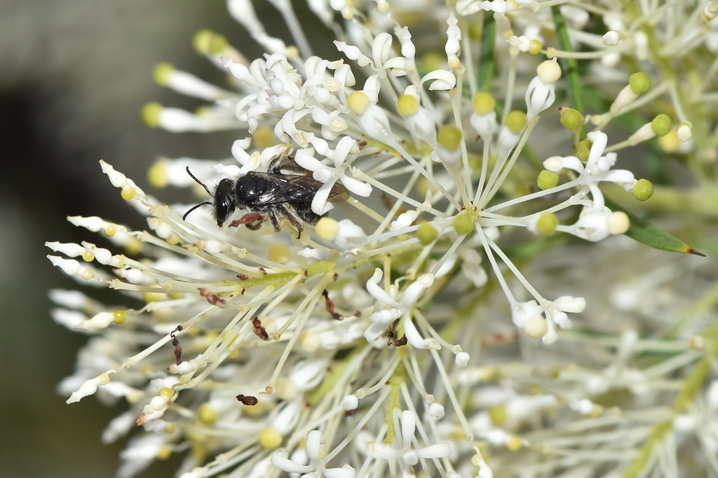 Grevillea Just one stunning plant over 2m high, on it's ow… Flickr