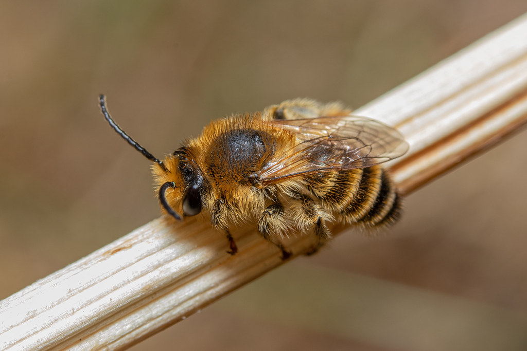 Melitta leporina (Clover Melitta) Melittidae Manston, … Flickr