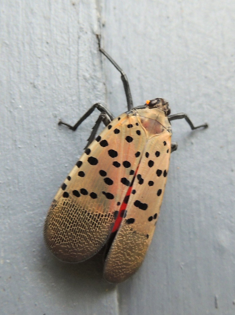 Bad News from Middlesex County, NJ Spotted lanternfly, 28 … Flickr