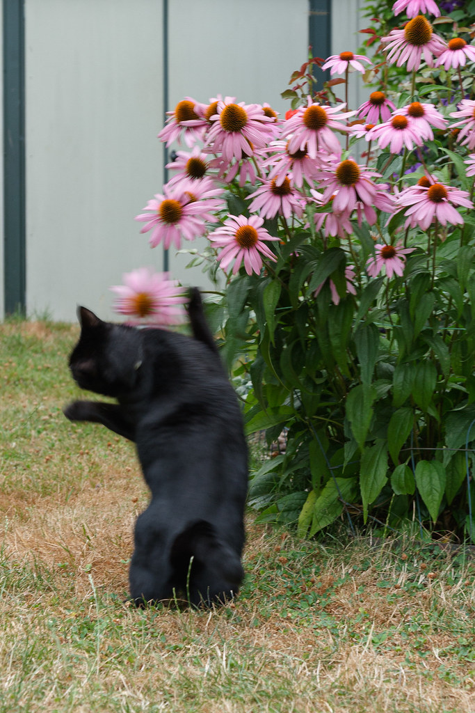 purple coneflower Boolie