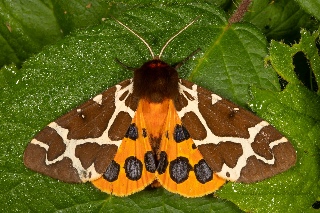 Garden Tiger Moth or Brauner Bär (Arctia caja) Erebidae, A… Flickr