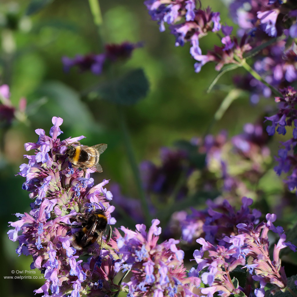 Nepeta 'Chettle Blue'. Bumble bees. Bumble bees [Bombus ho… Flickr
