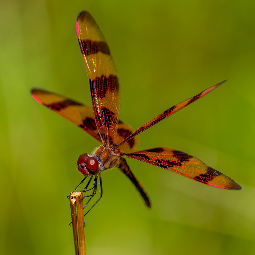 Halloween Pennant Dragonfly Halloween pennant dragonfly (C… Flickr