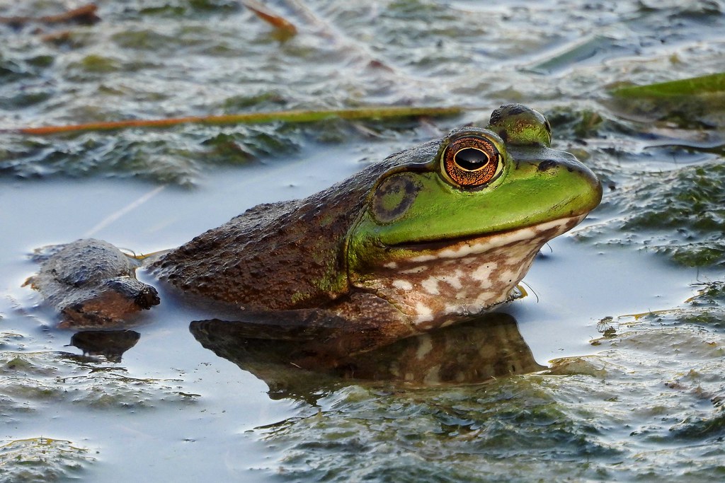 bullfrog goo goo googly eyes.... Chuck Starr Flickr
