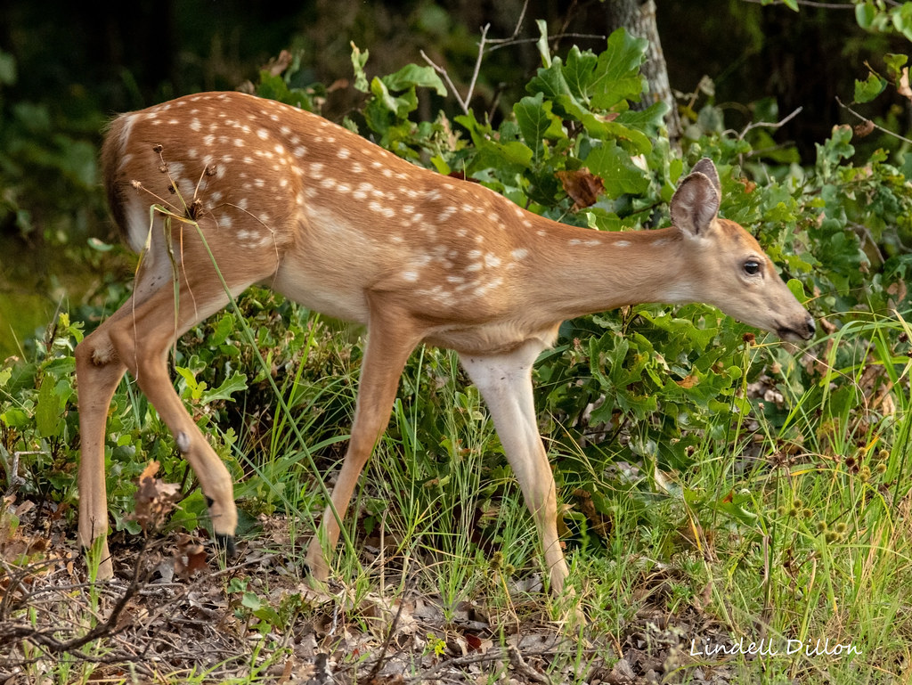 Whitetail fawn Few animals are as sweet and pure looking a… Flickr