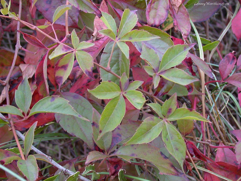 False Virginia Creeper Parthenocissus inserta West Kirby W… Flickr