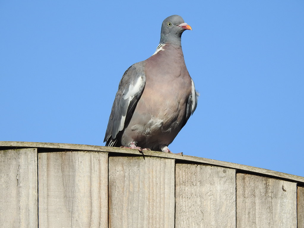 Pigeon garden DSCN7204 Many thanks to you ALL for the vie… Flickr