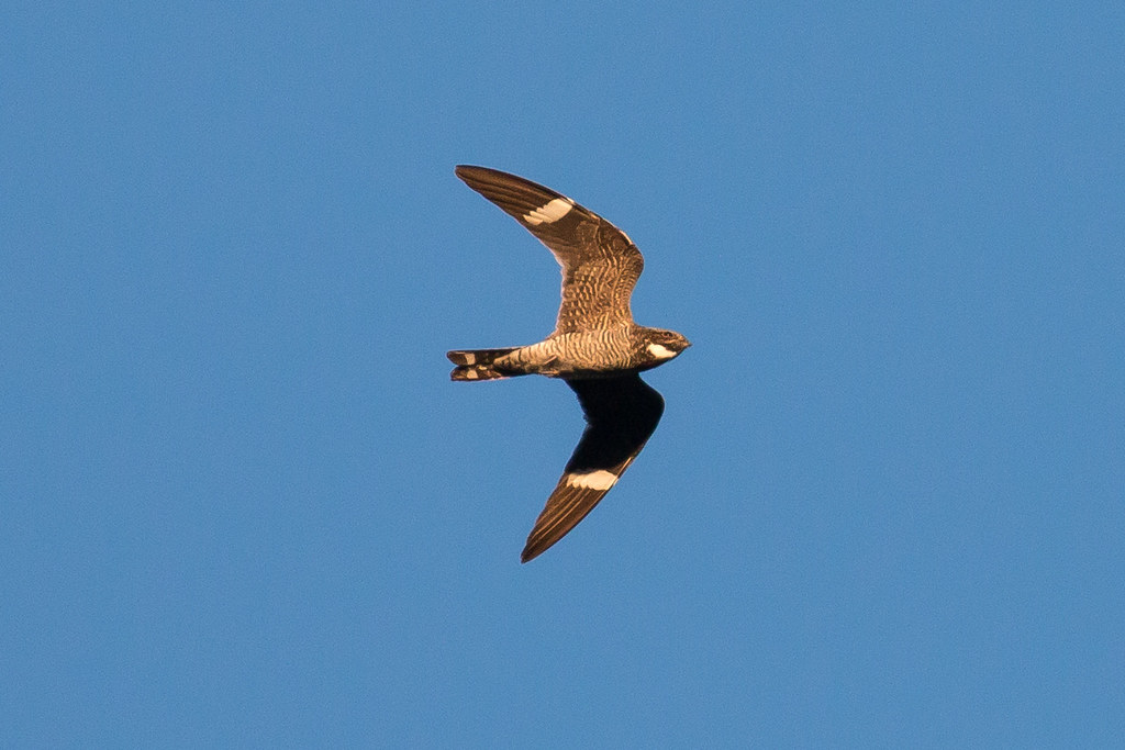Common Nighthawk Enjoy seeing (and hearing) these birds fl… Flickr