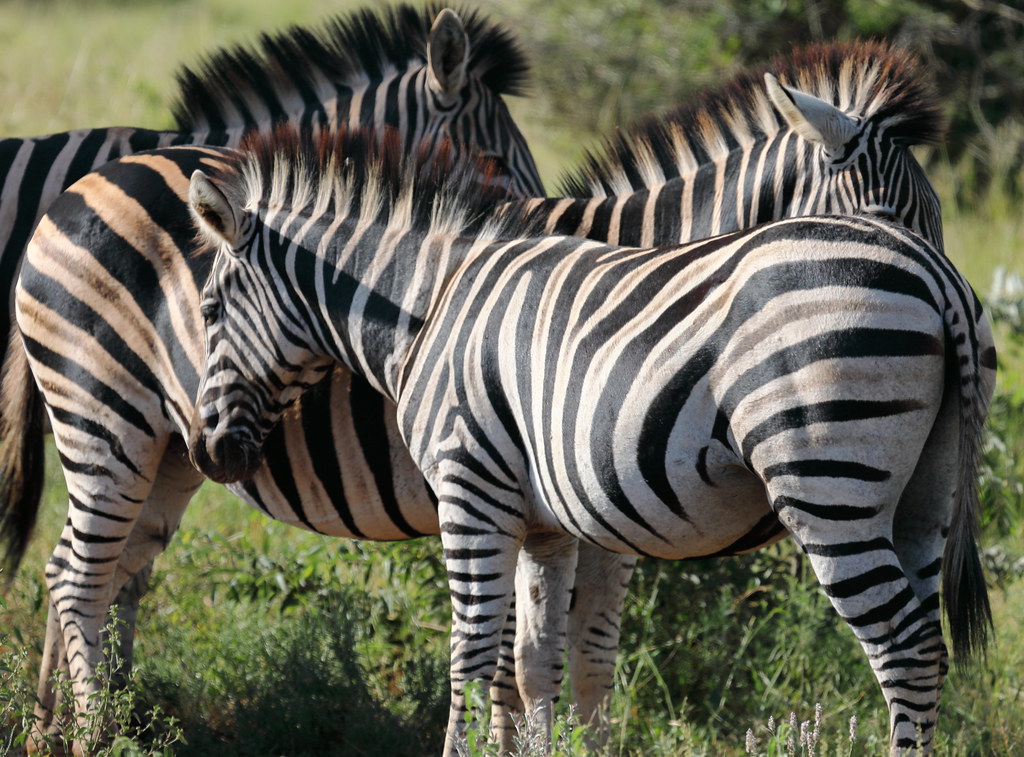 Zebra. Kruger National Park. South Africa. Mar/2020 Flickr