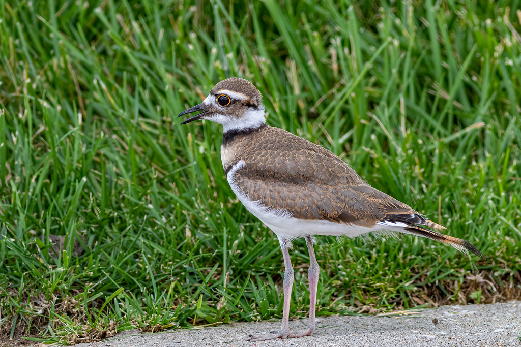 Killdeer Lee's Summit Municipal Airport Lynn Tweedie Flickr