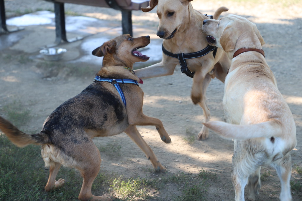 Visit with Runyon to Swift Run Dog Park (Ann Arbor, Michig… Flickr