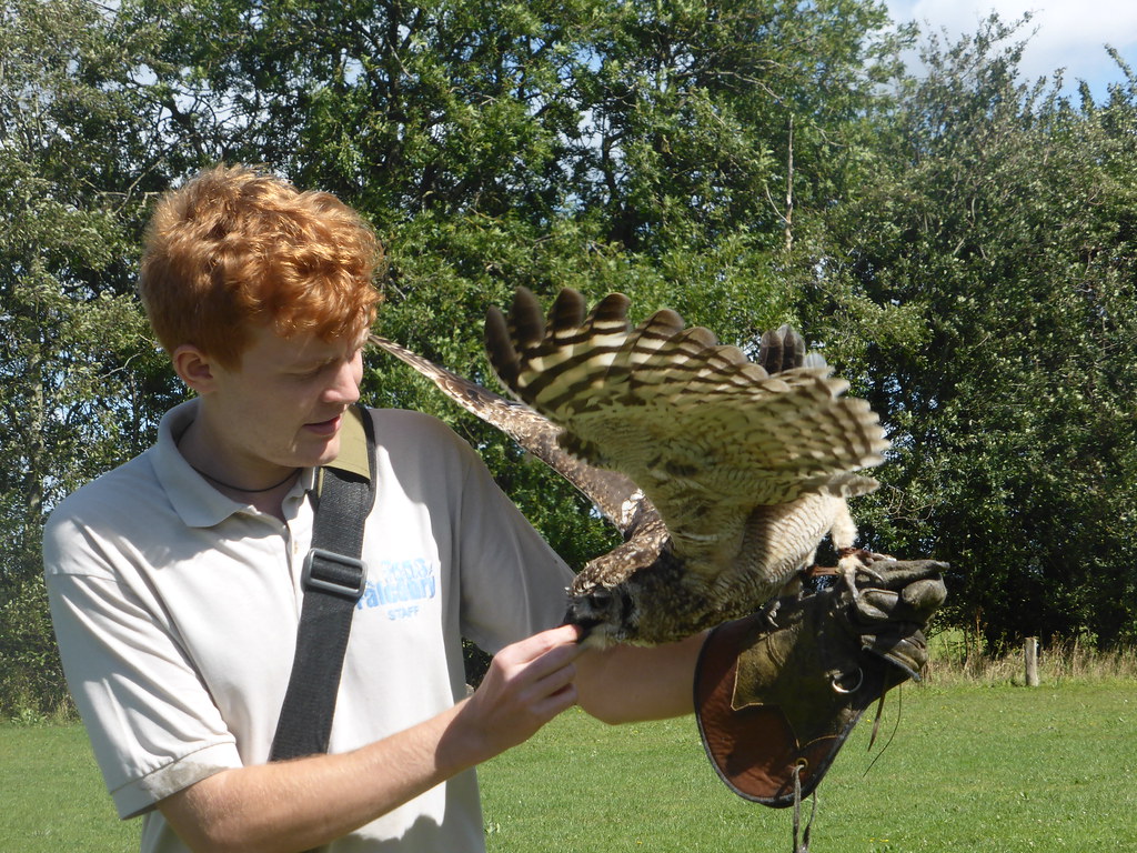 2008 22 Falcon day (36) Fens Falconry are a small local bu… Flickr