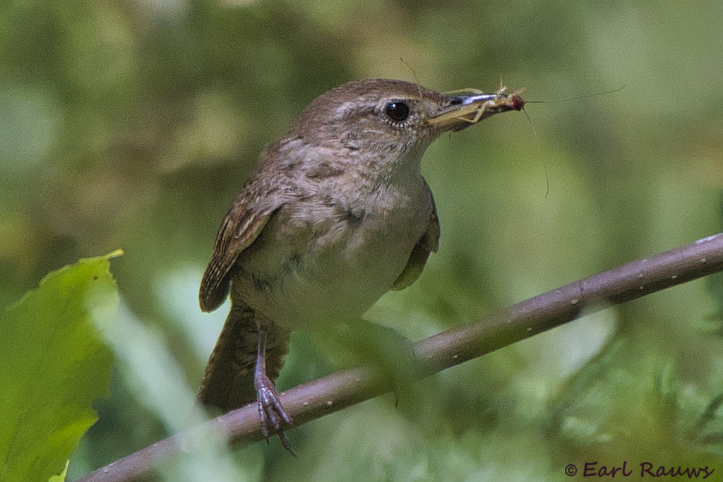 House Wren with food A pair of House Wrens had taken over … Flickr