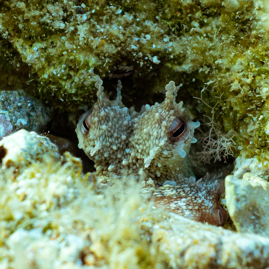 Little octopus hiding in a hole Paolo Gamba Flickr