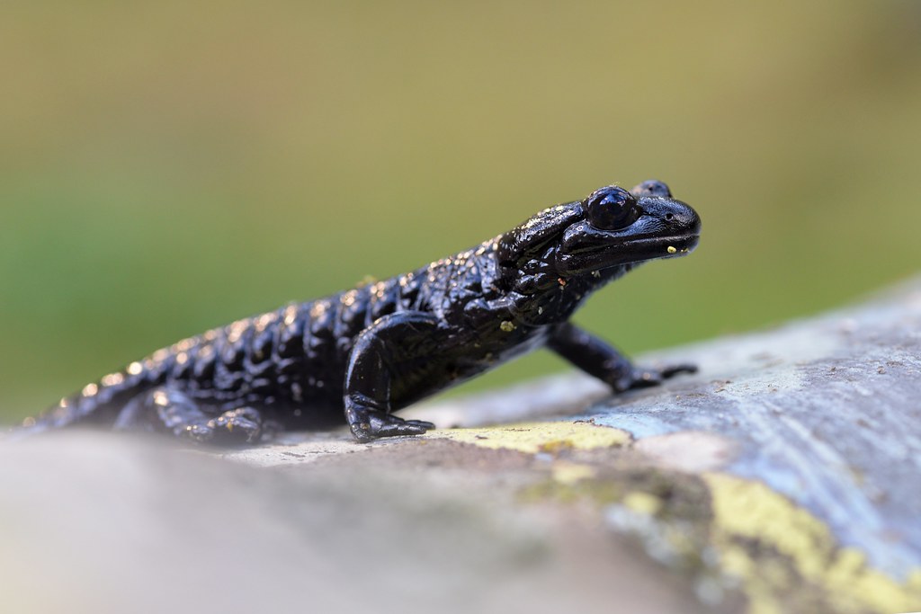 Salamandra lanzai Lanza's alpine salamander in Italy Alexandre Roux