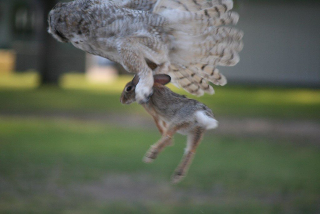 Great Horned Owl Kill A great horned owl flies off with an… Flickr