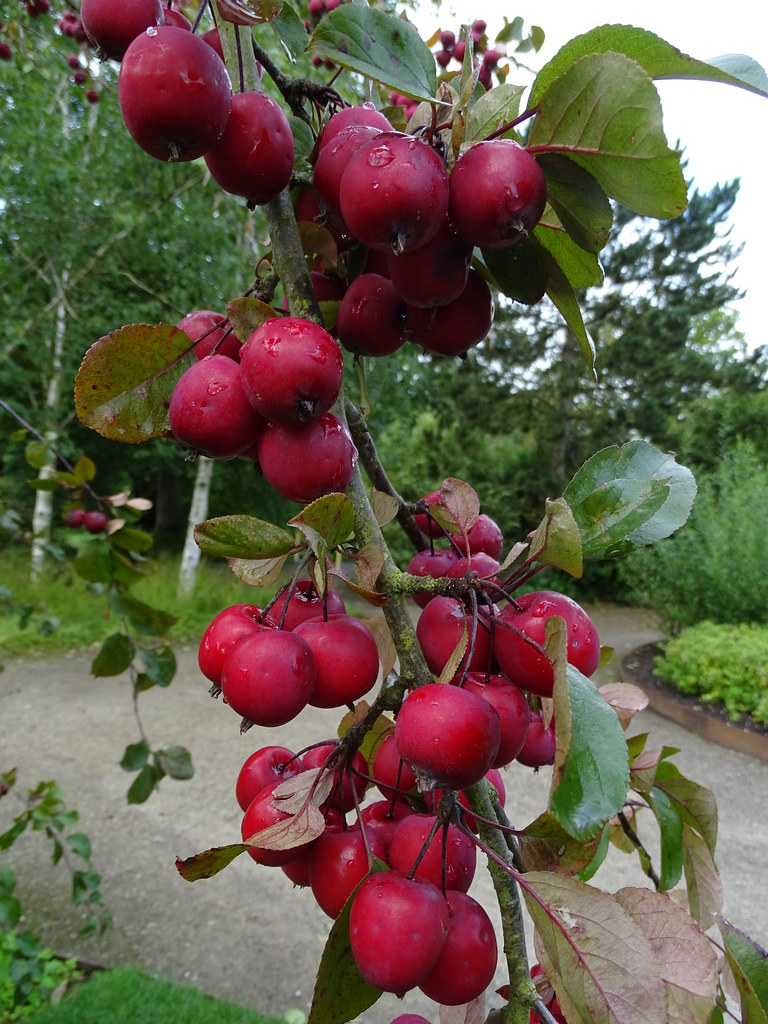 Crab apples at RHS Harlow Carr Neville Copeman Sue Taylor Flickr