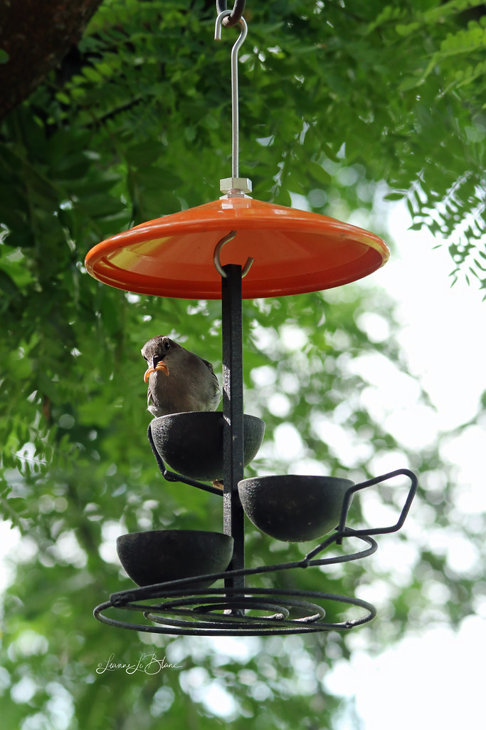 IMG_3769 Catbird at Orange Spiral Treat Tray shutterbug40 Flickr