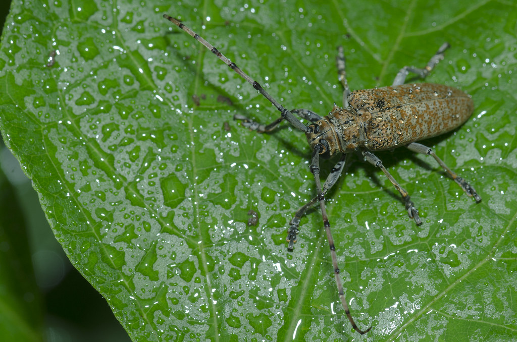 Acalolepta(Long horn).Anuj Raina Anuj Raina Flickr