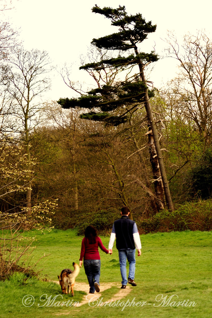 The Glade Walking a dog in the Glade, Wanstead Park. Martin