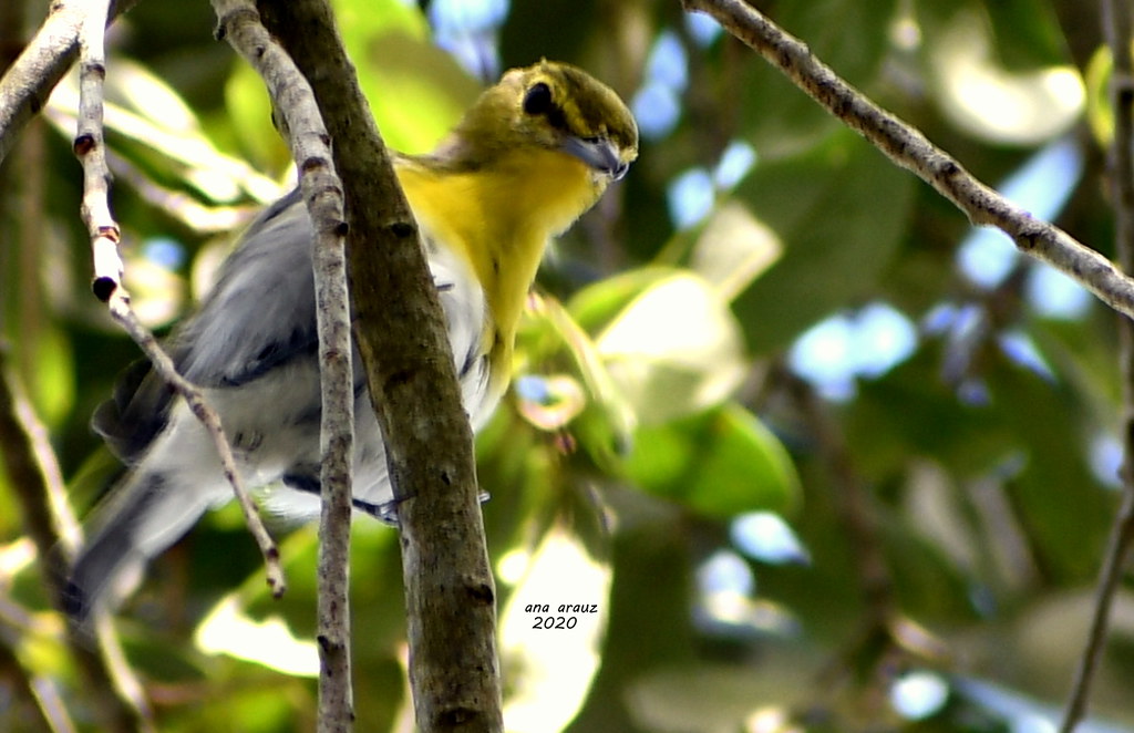 Yellowthroated Vireo Lake Berry, Windsong, Winter Park, F… Flickr