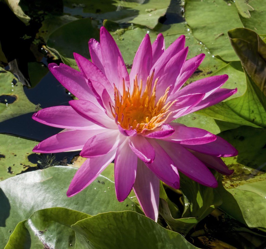 Lily 1 Botanica in Wichita, Kansas, August 26, 2020. Don McClane