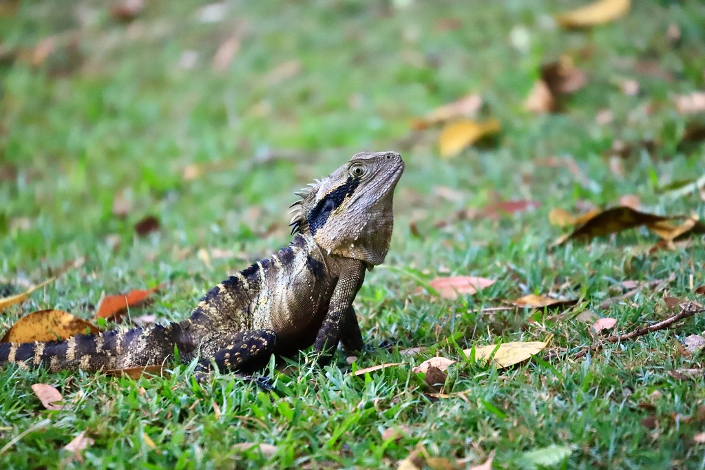 Eastern Water Dragon Good size lizard at the park, taken w… Flickr