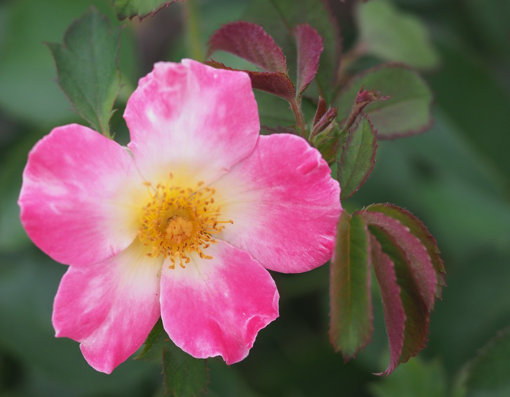 Watercolors Home Run Rose Elizabeth Park Rose Garden Flickr