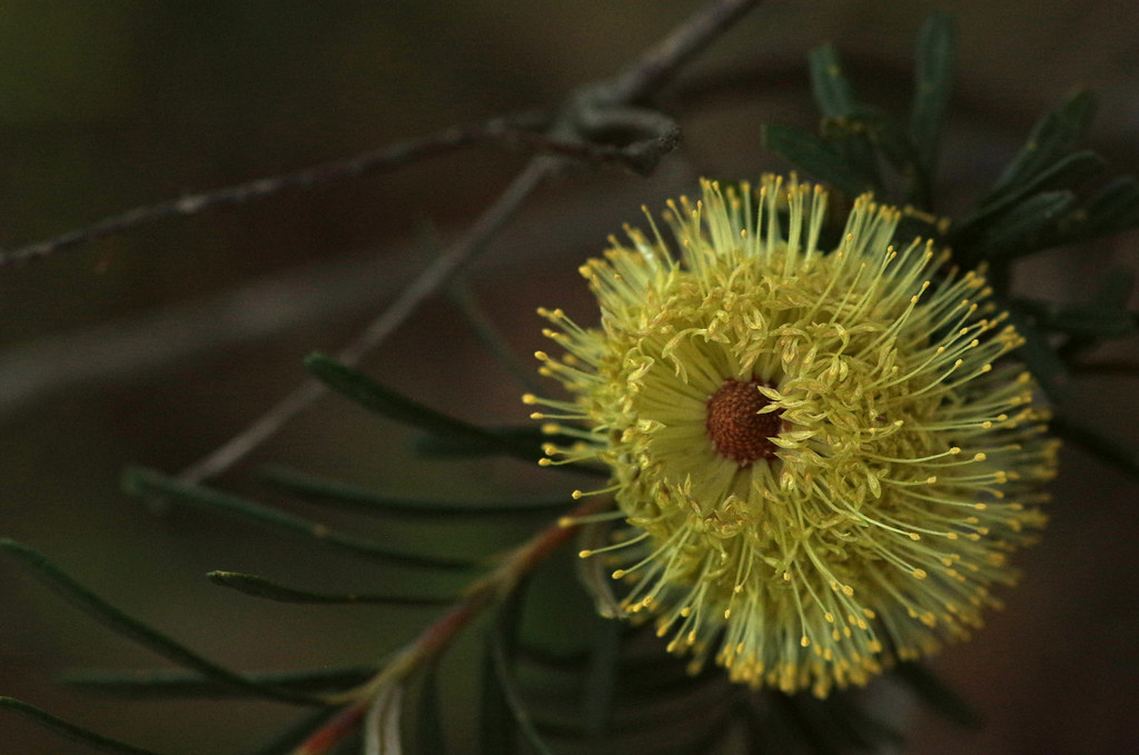 Banksia marginata Long Hollow Heathland, Beaumaris, City o… Flickr