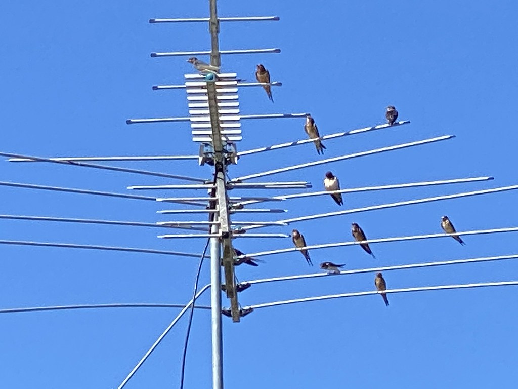 too many birds on our antenna? Milt Mossi Flickr