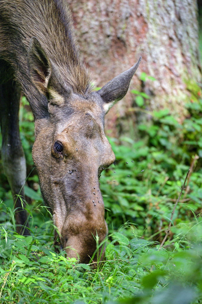 Young elk eating The young male elk grazing, with lots of … Flickr