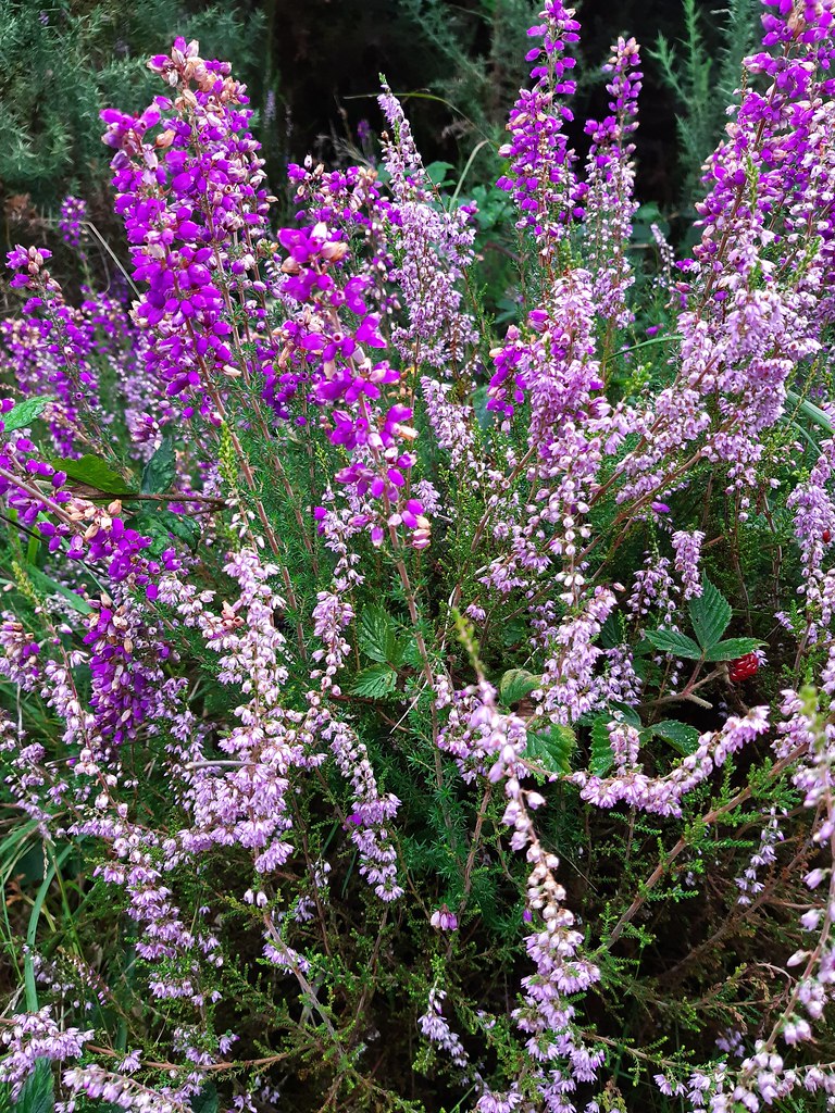 Wildflowers August Flickr