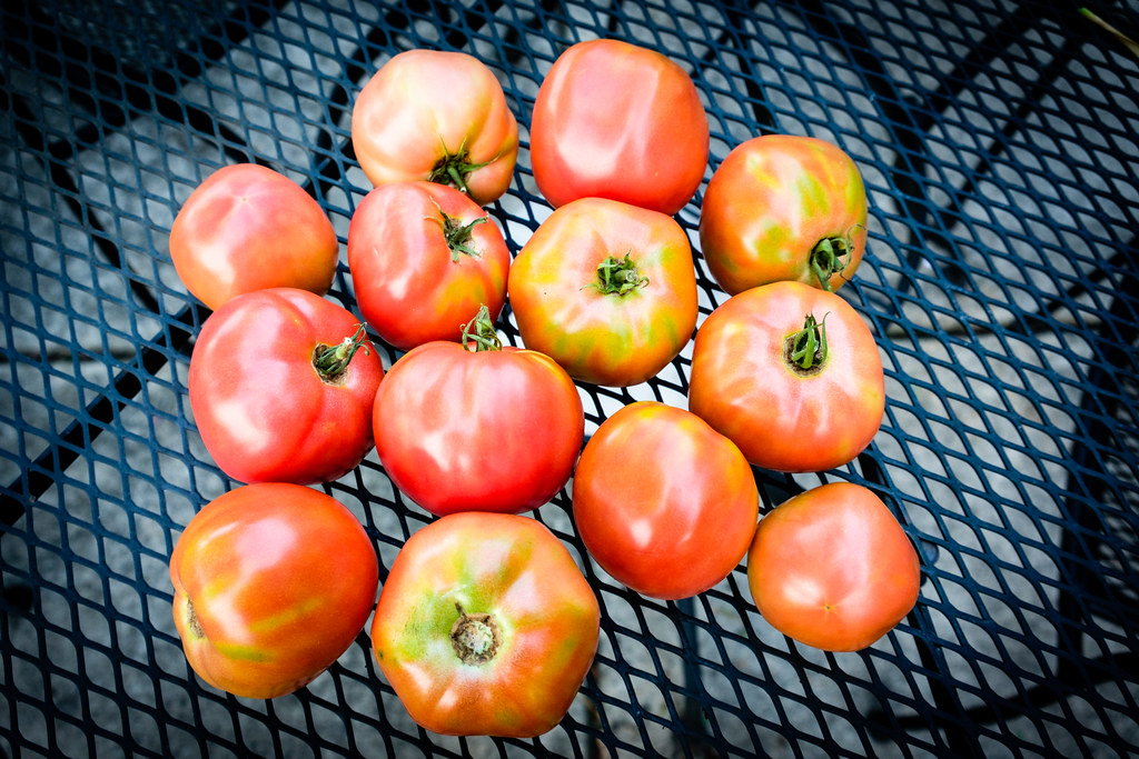 Harvest Our pink girl tomato plant is by far exceeding all… Flickr