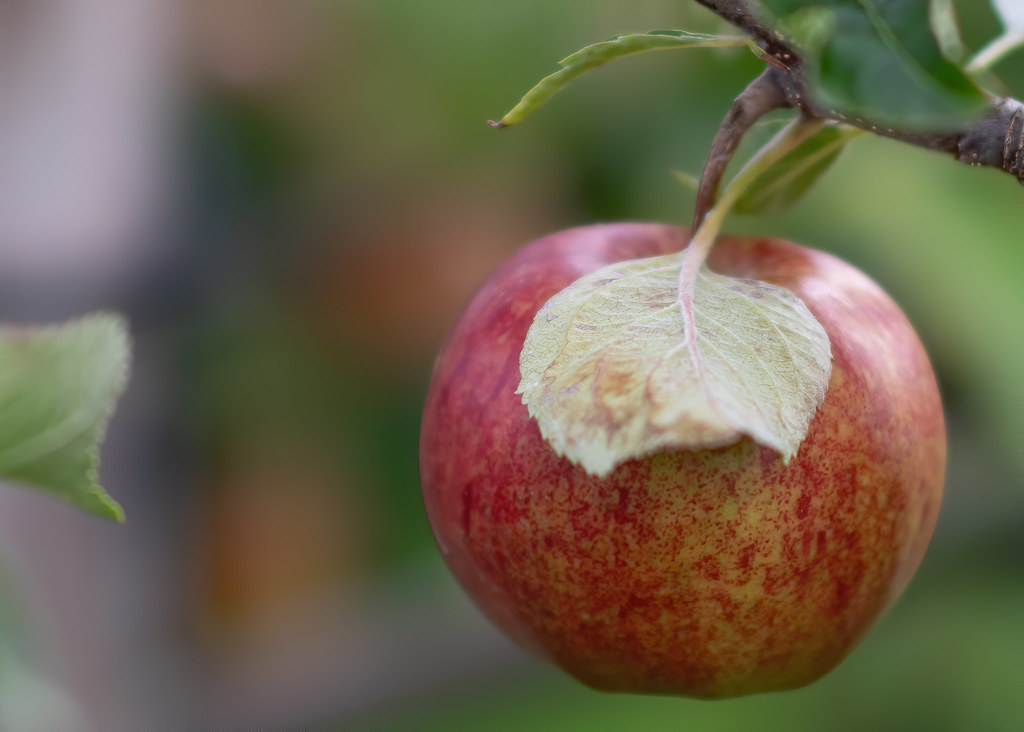 500_0184bb Irish Apples Andrew Wilson Flickr