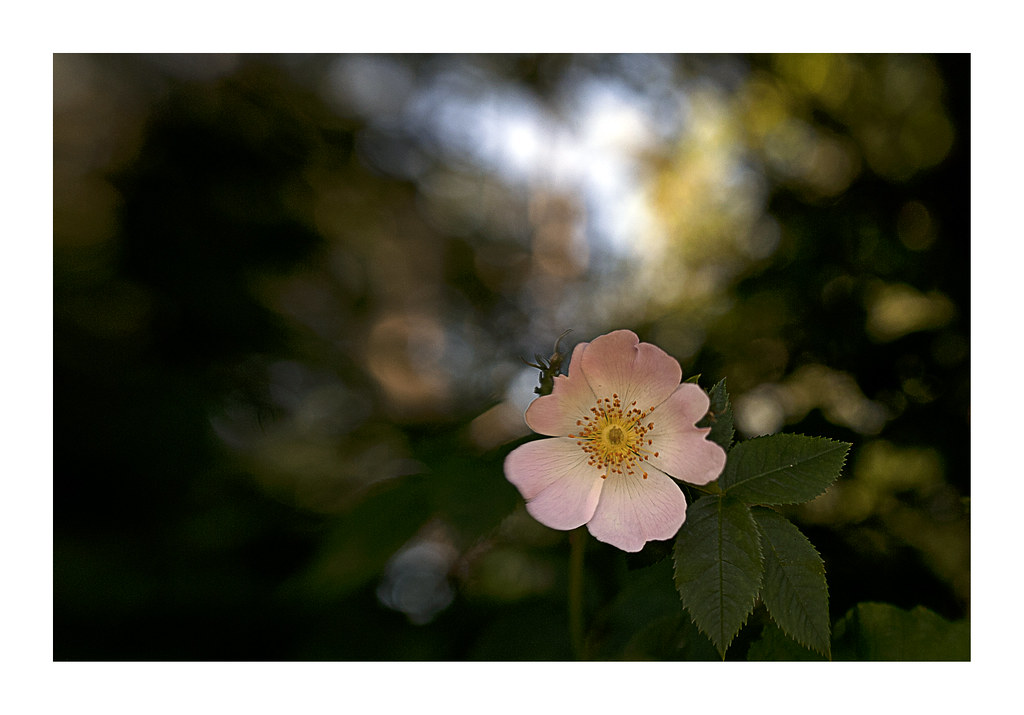 When The Roses Bloom Again... Flickr