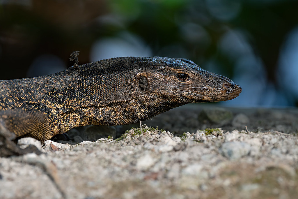 200902 Malayan Water Monitor Scientific Name Varanus