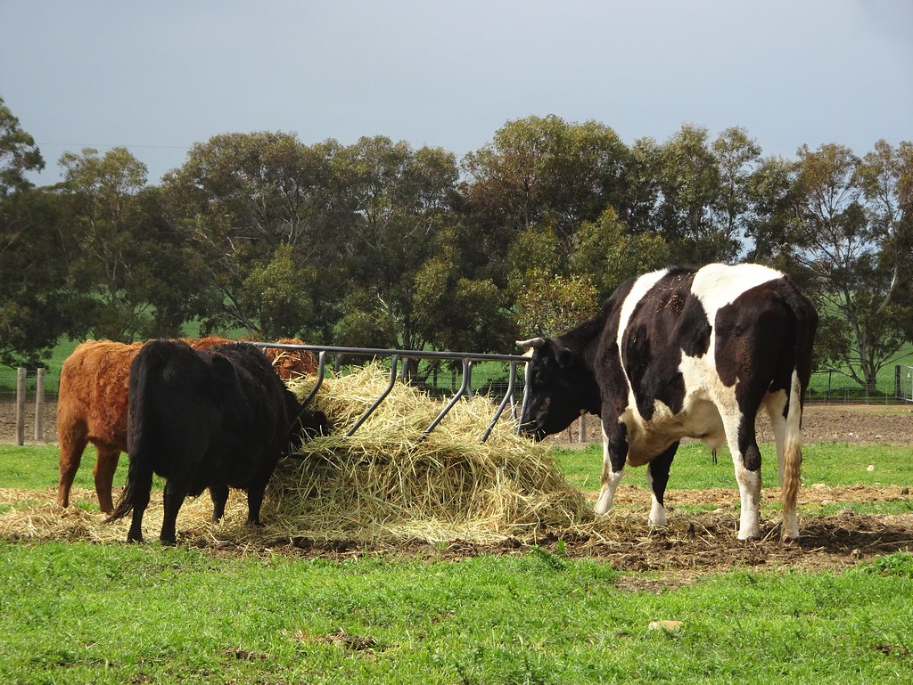 Weetulta Yorke Peninsula. Cattle at Redwing Farm. Redwings… Flickr