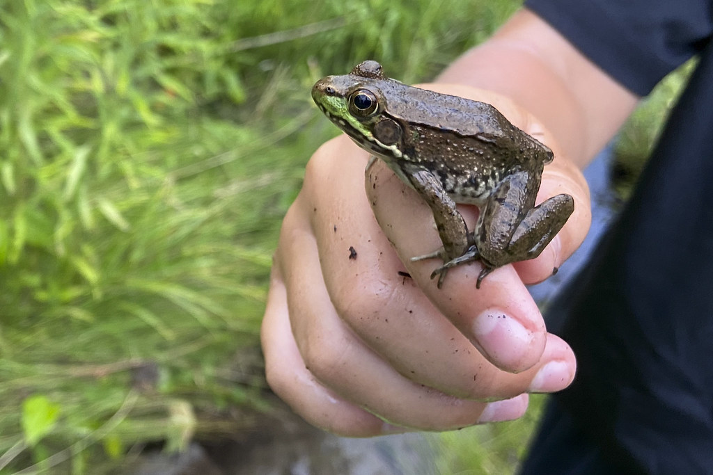 Wriggled Free August 9, 2020 At Porcupine Farm Adirondacks… Flickr