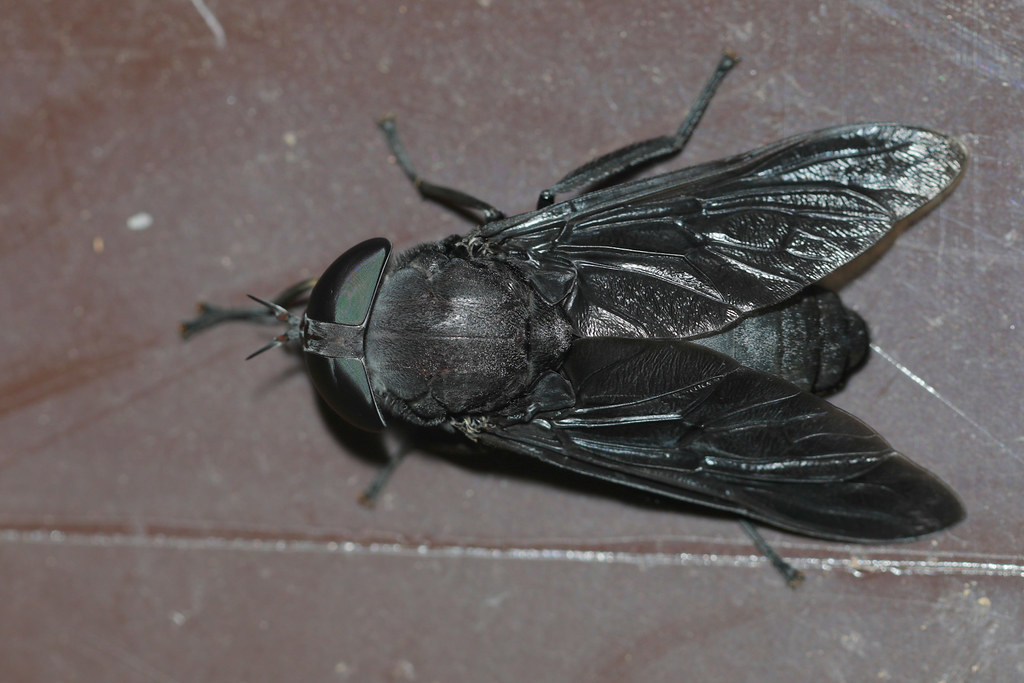 Happy Horse Fly Friday Horse flies are attracted to large,… Flickr