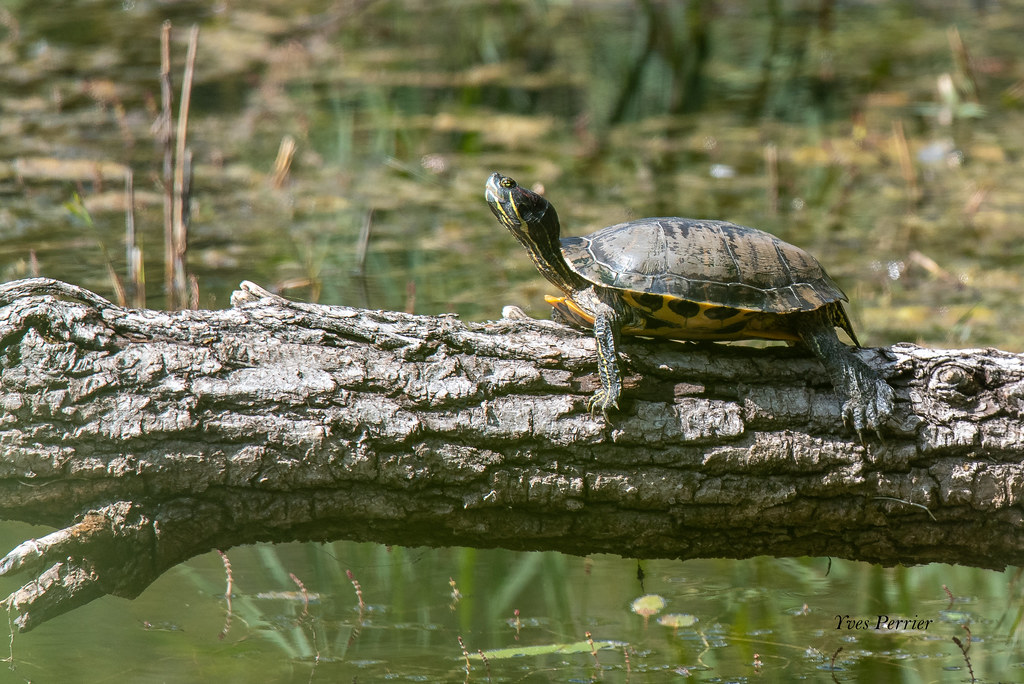 LYONMIRIBEL2020090284 copie Tortue de floride Lyon Parc