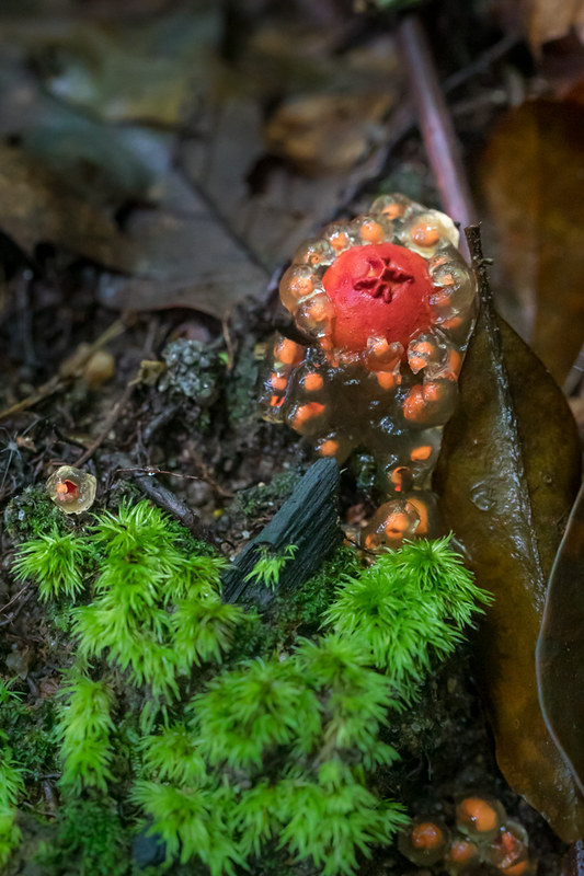 Elevation of Satulah Ridge Rd, Highlands, NC, USA Topographic Map